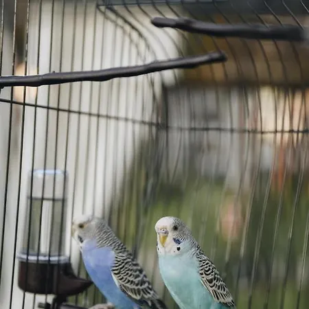 Villa Parrots Lalez Bay